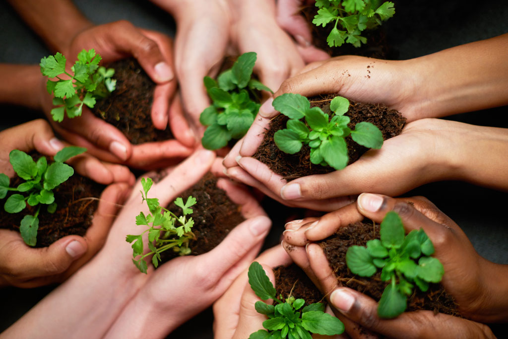 Multiple hands holding multiple seedlings - community